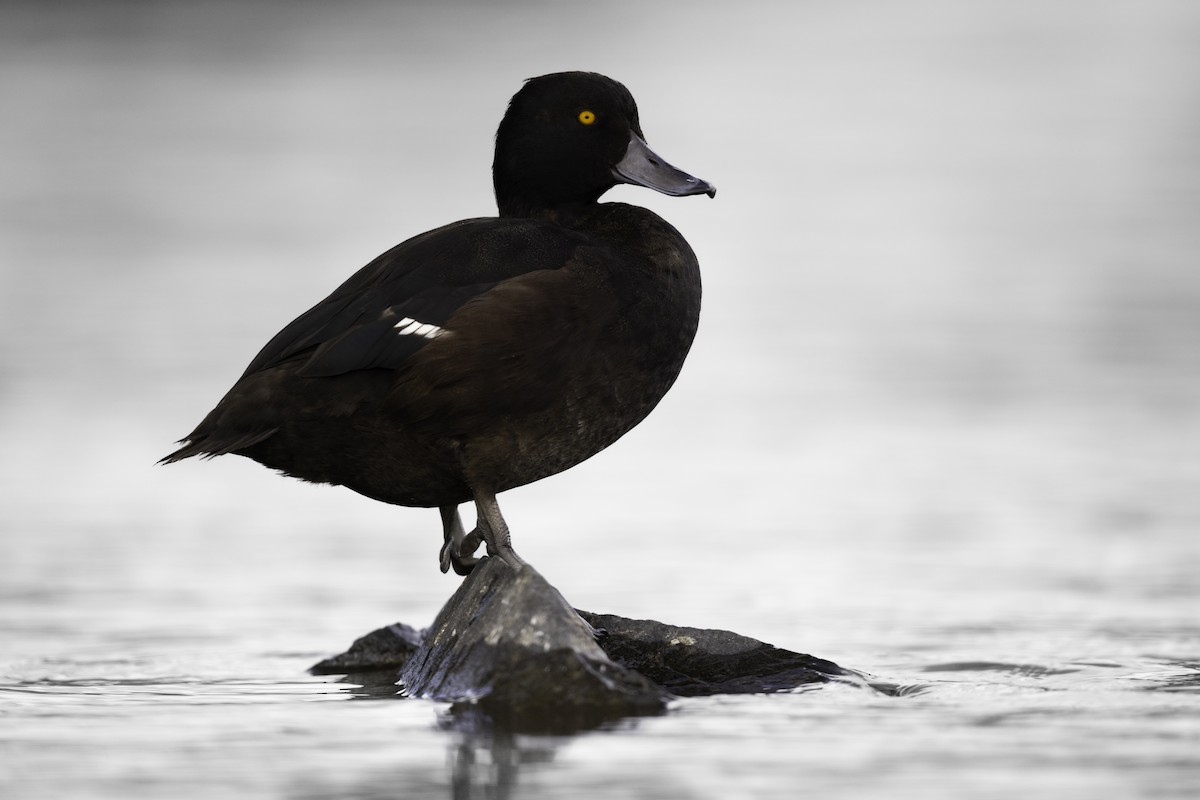 New Zealand Scaup - ML616402146