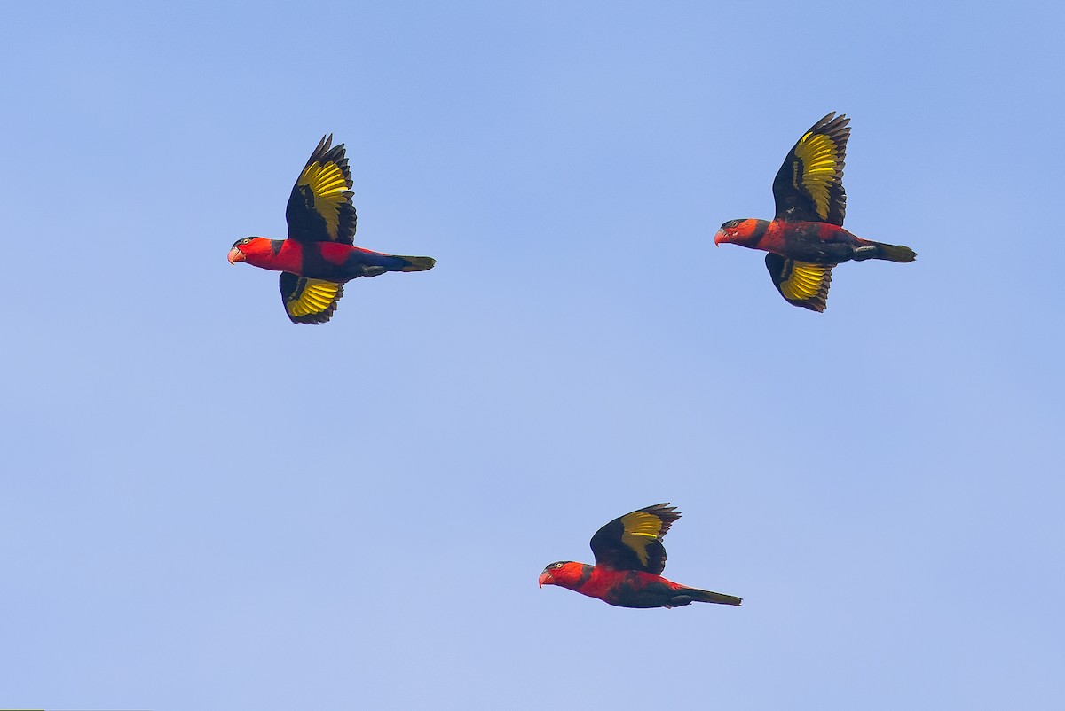 Black-capped Lory - Joachim Bertrands