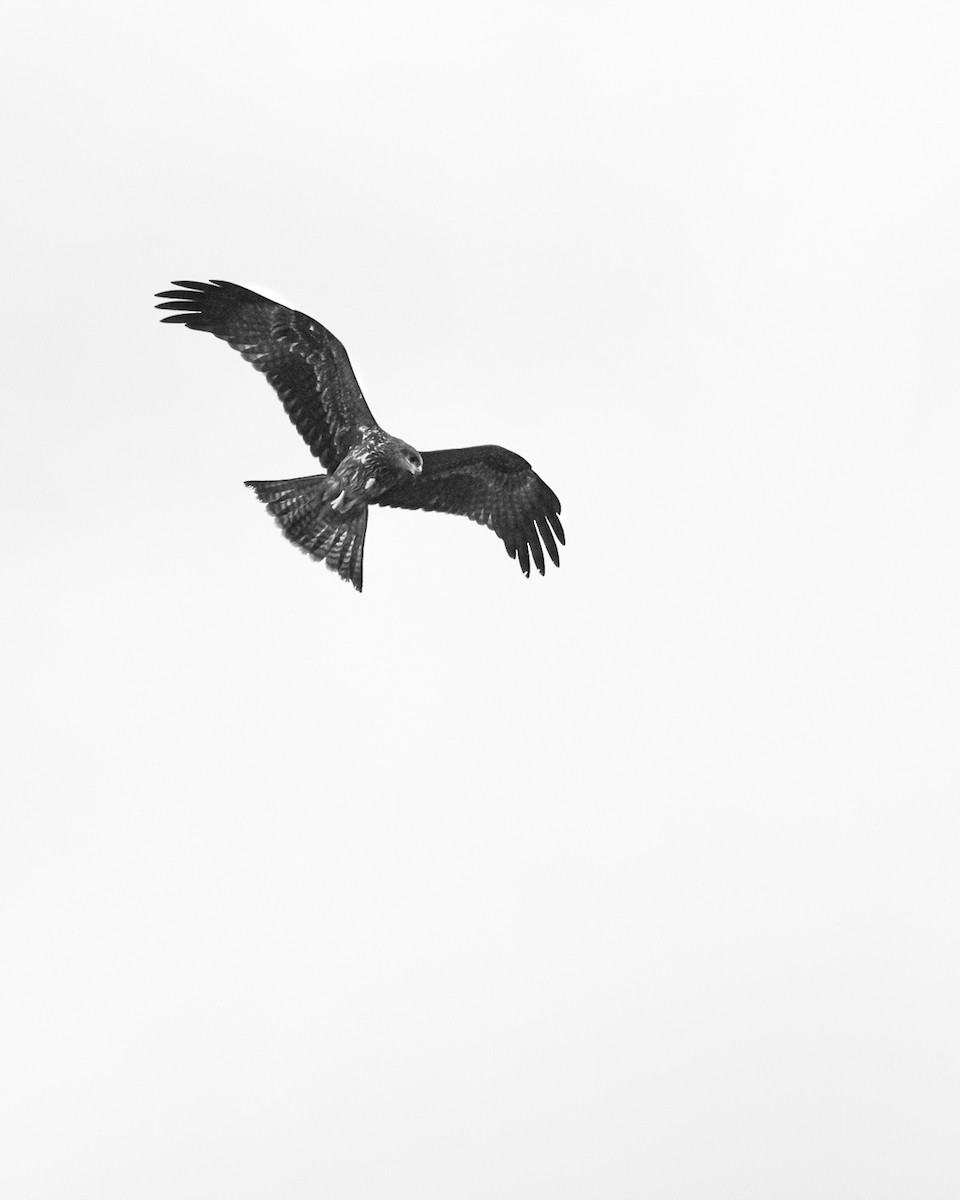 黑鳶 - ML616402275