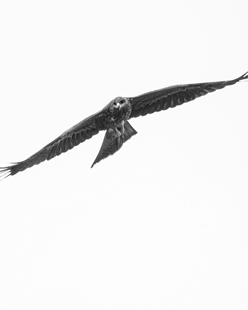 黑鳶 - ML616402276