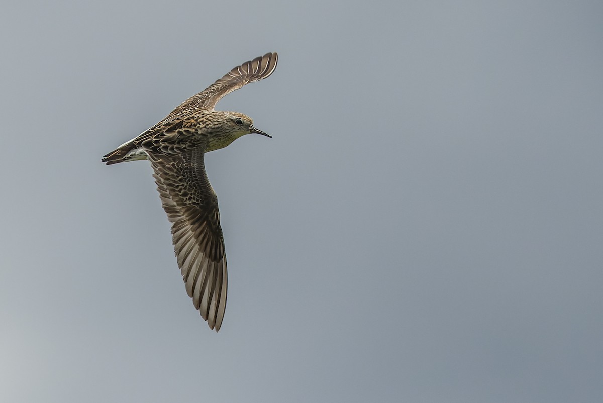 Sharp-tailed Sandpiper - ML616402290