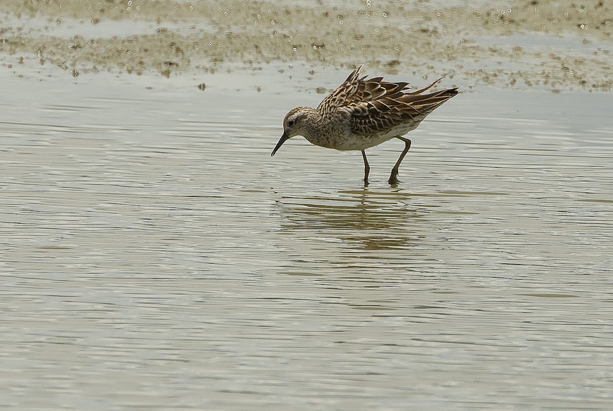 Sharp-tailed Sandpiper - ML616402292