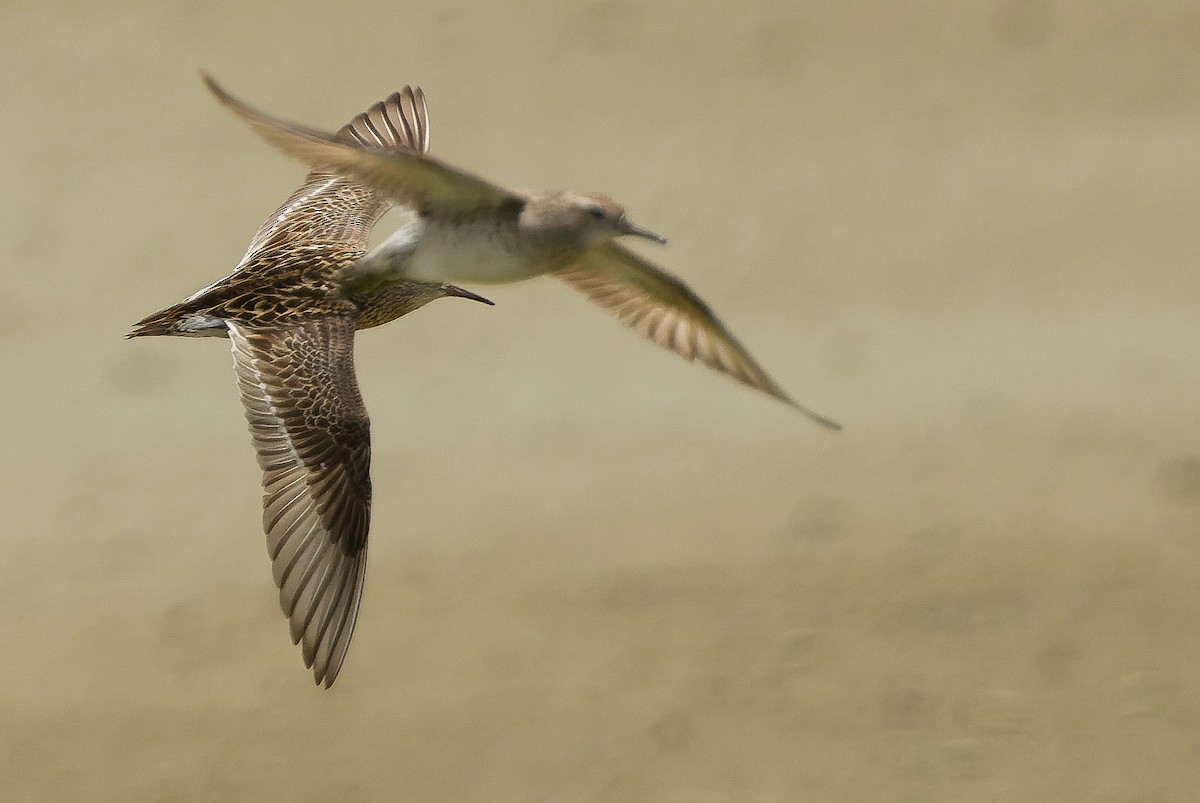 Sharp-tailed Sandpiper - ML616402294