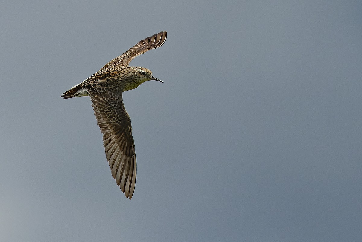 Sharp-tailed Sandpiper - ML616402297