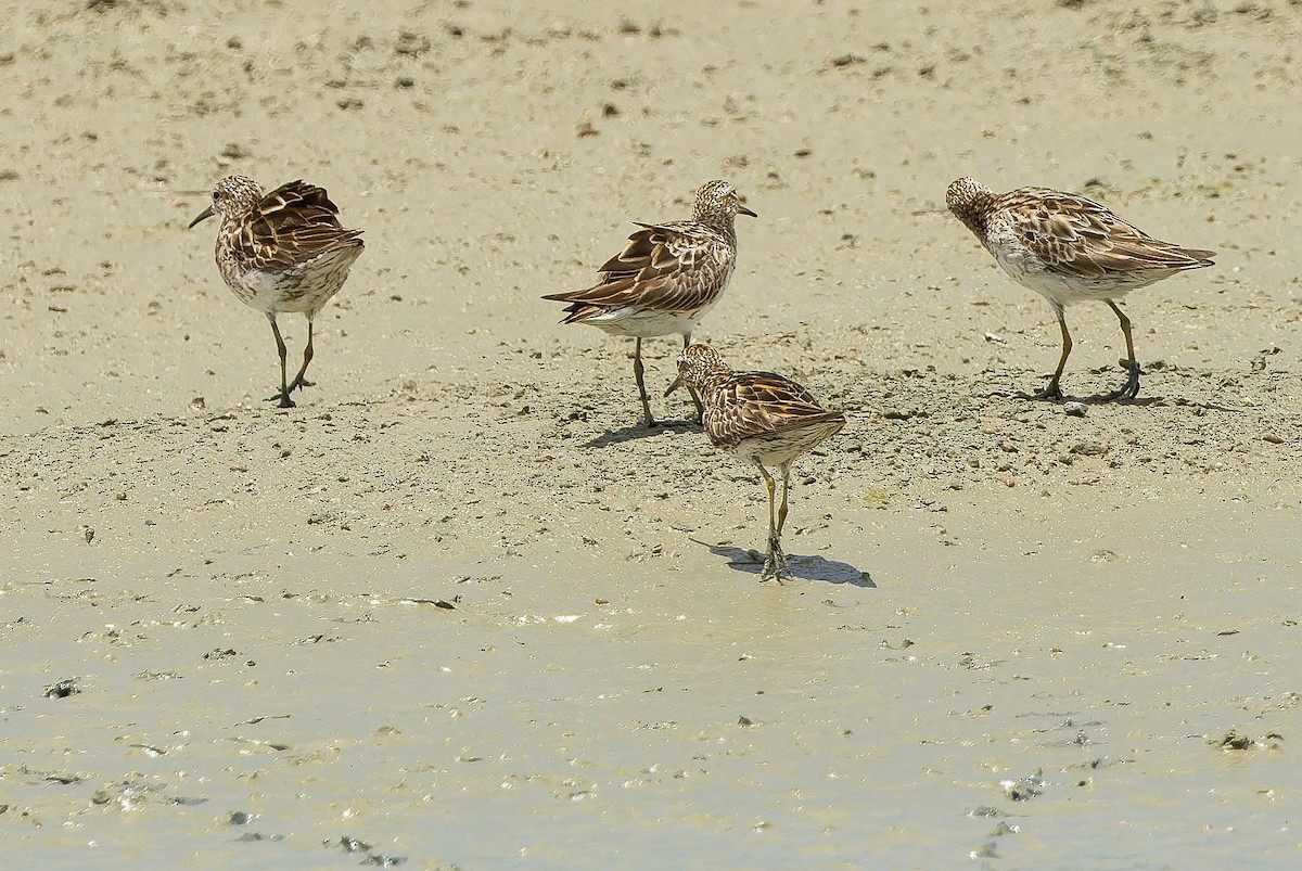 Sharp-tailed Sandpiper - ML616402300