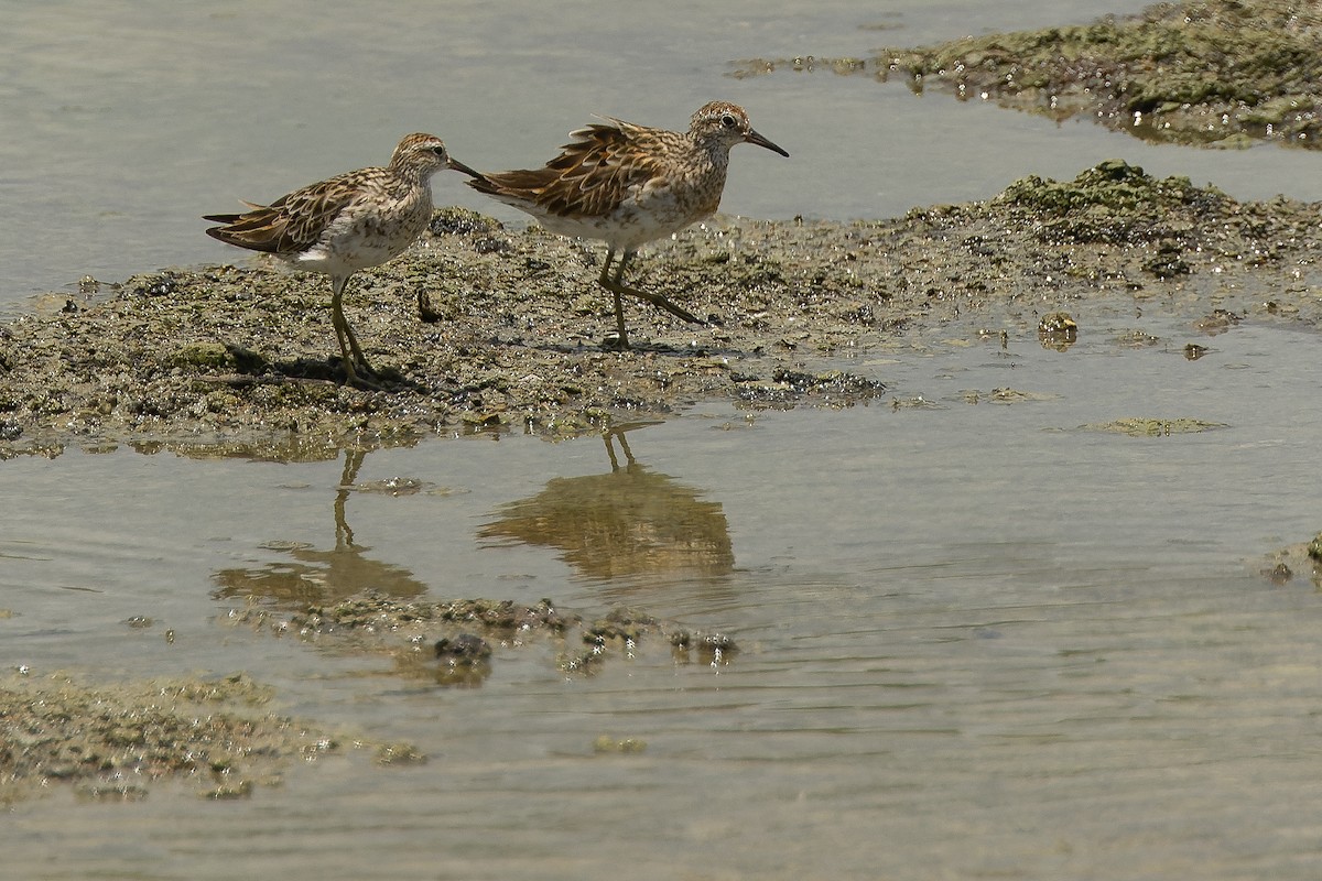 Sharp-tailed Sandpiper - ML616402301