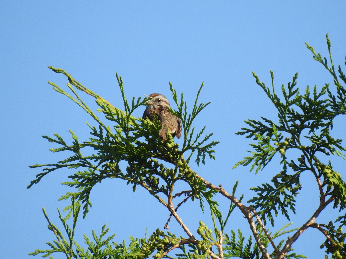 Song Sparrow - ML61640231