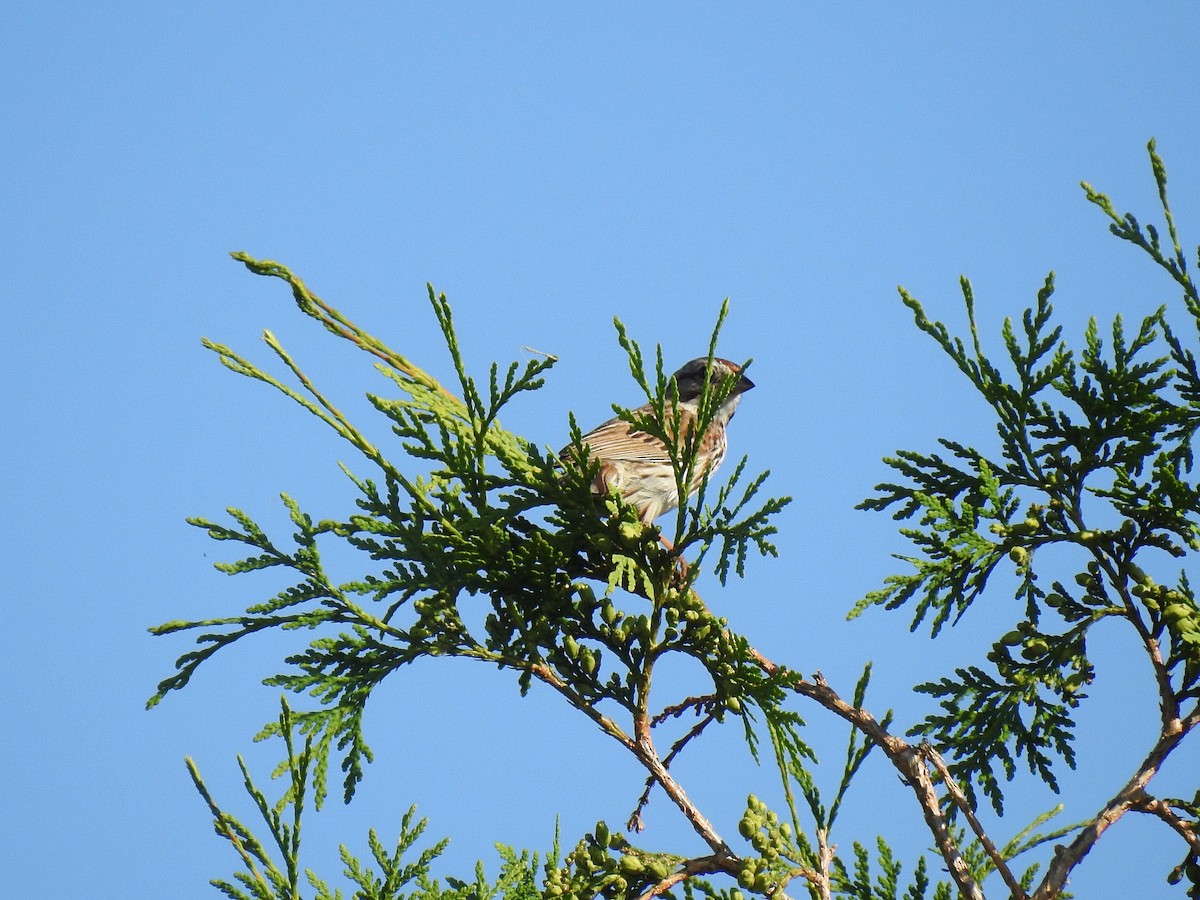 Song Sparrow - ML61640241