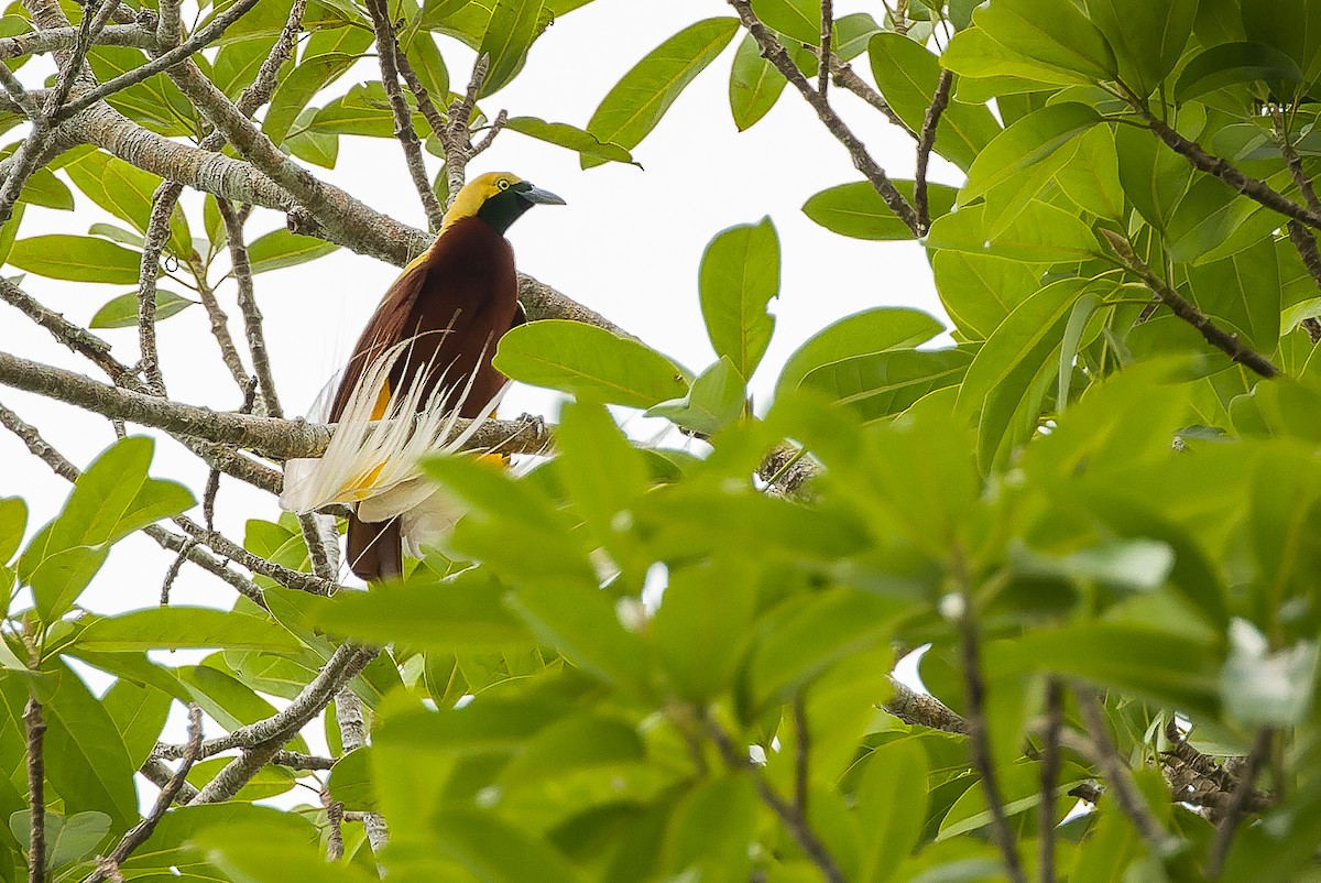 Lesser Bird-of-Paradise - ML616402428