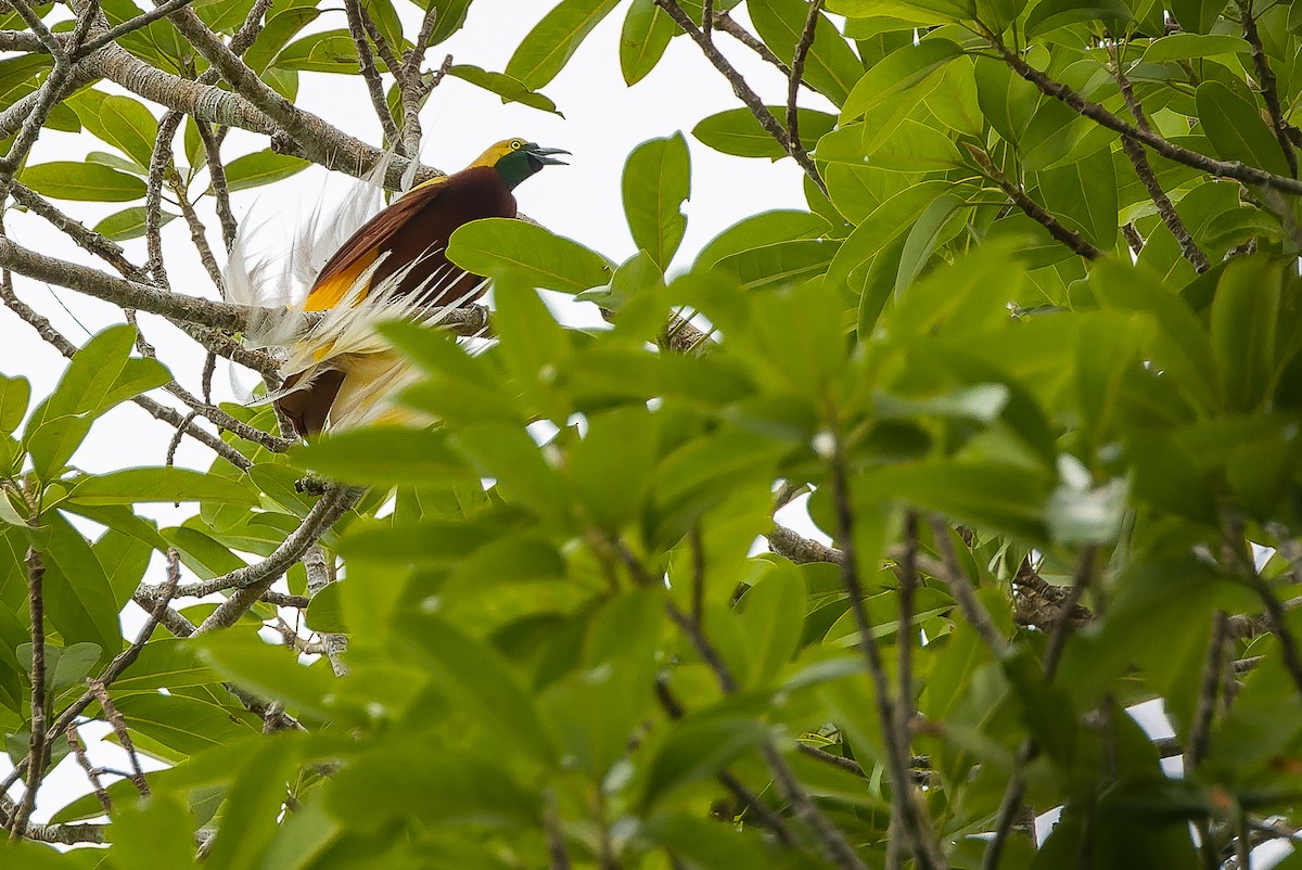 Kleinparadiesvogel - ML616402429