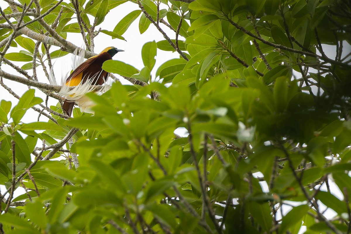 Lesser Bird-of-Paradise - ML616402430