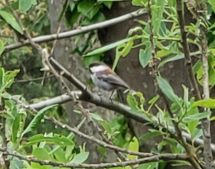 Chestnut-backed Chickadee - ML616402438