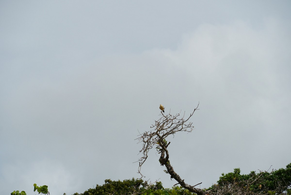 Caracara à tête jaune - ML616402479