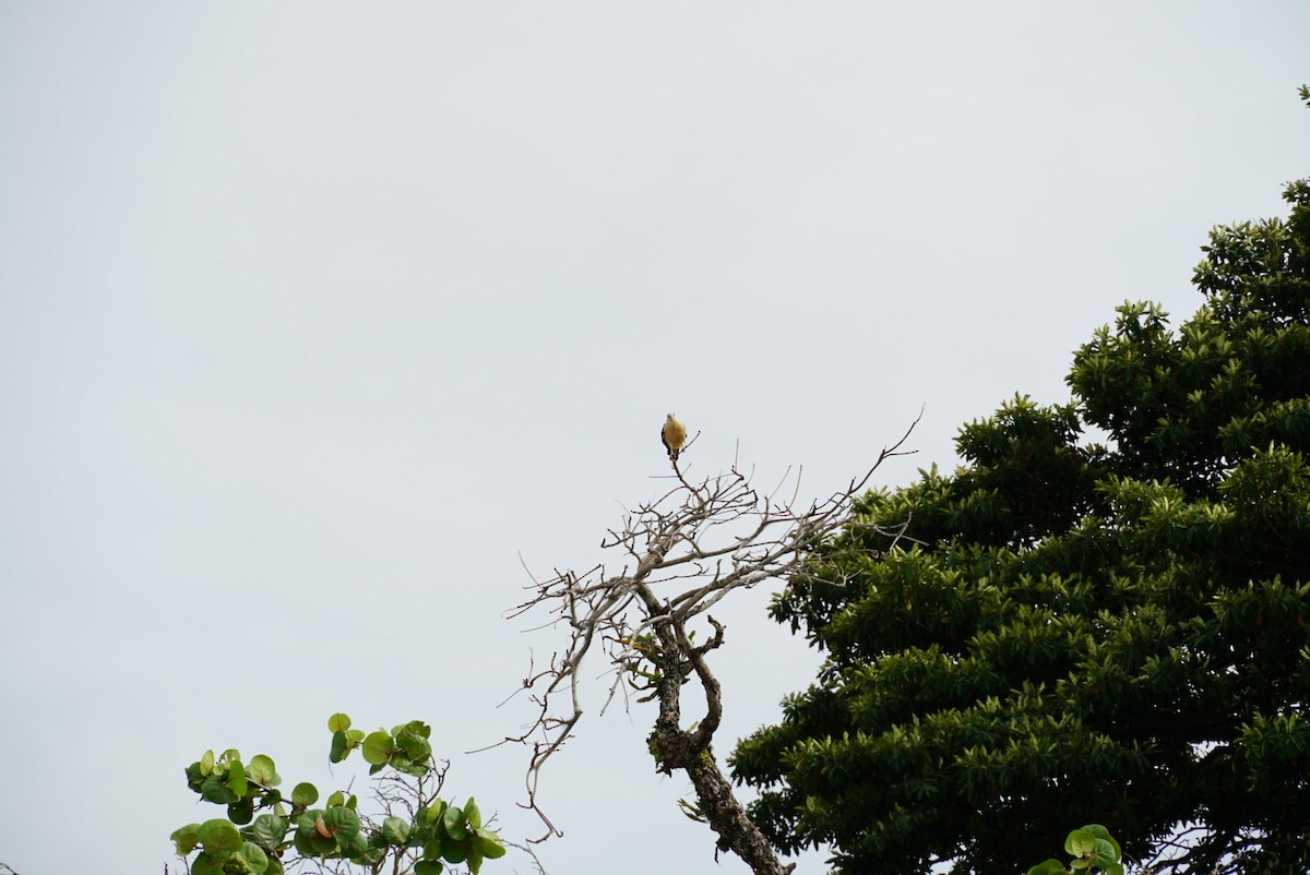 Yellow-headed Caracara - ML616402480