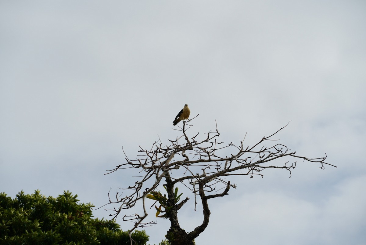 Yellow-headed Caracara - ML616402481