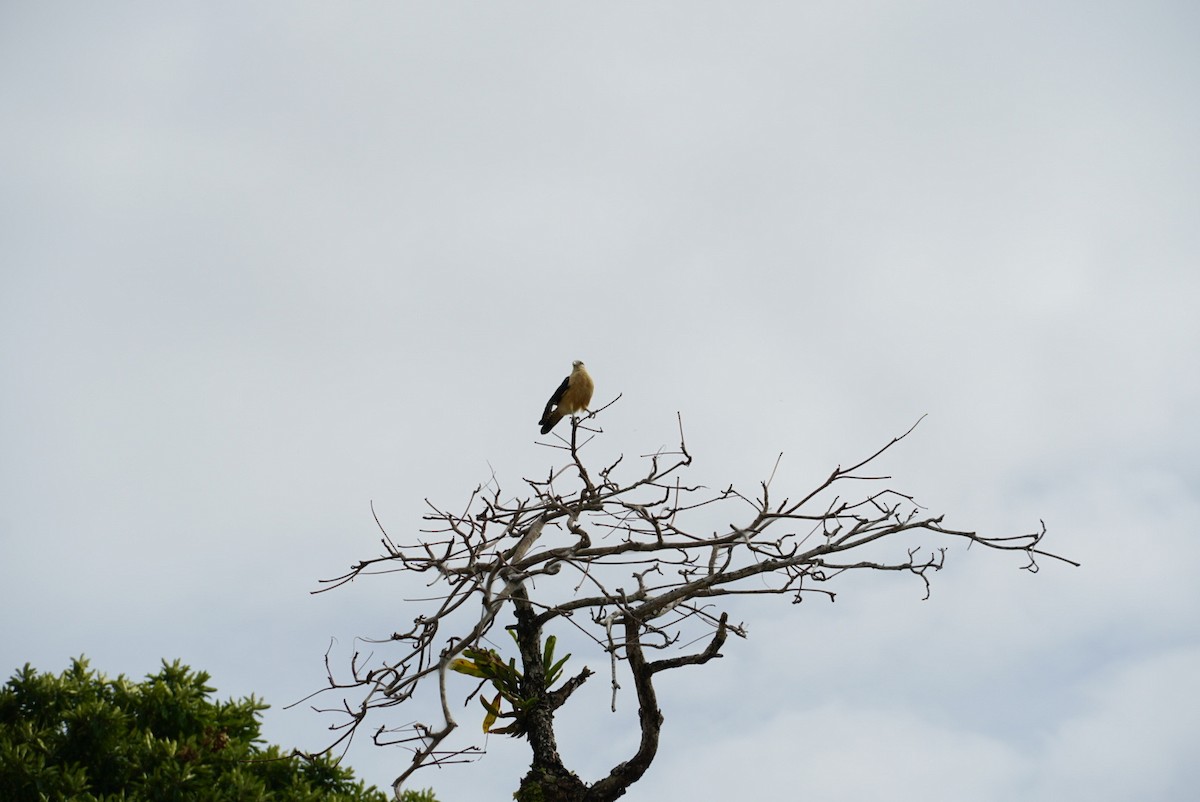 Caracara à tête jaune - ML616402482