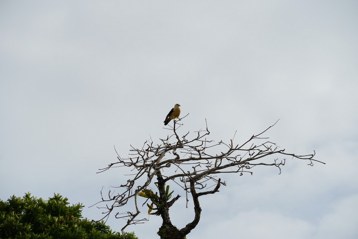 Caracara à tête jaune - ML616402483