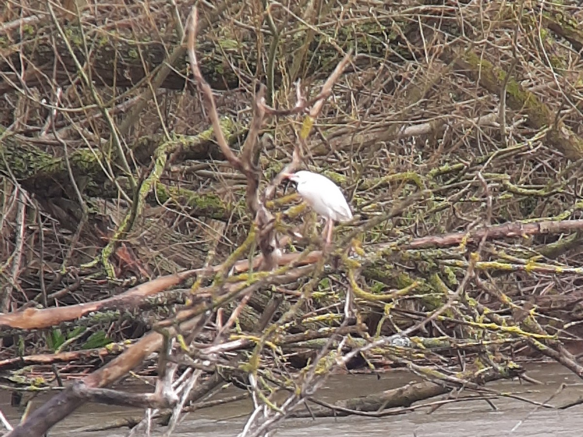 Western Cattle Egret - ML616402488