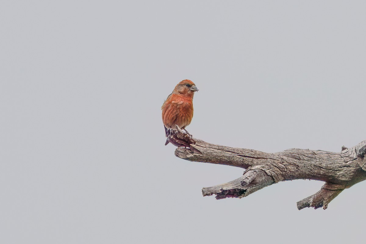 Red Crossbill - ML616402489