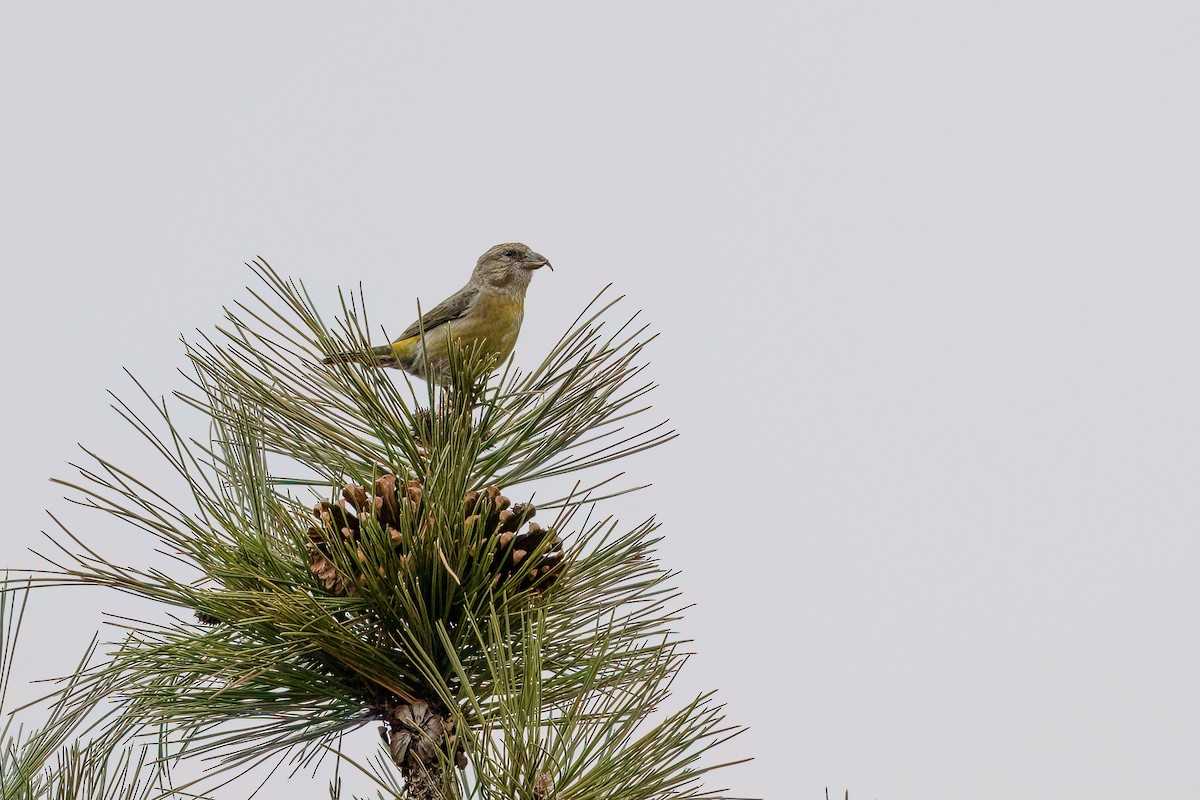 Red Crossbill - Jeff Cooper