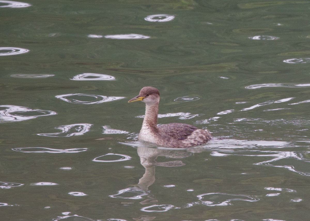 Red-necked Grebe - ML616402507