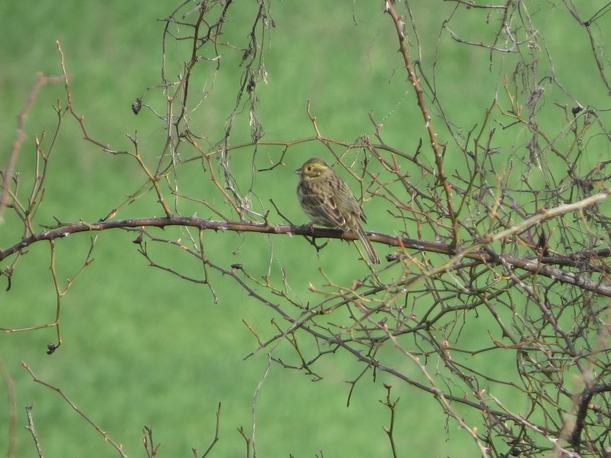 Cirl Bunting - ML616402531