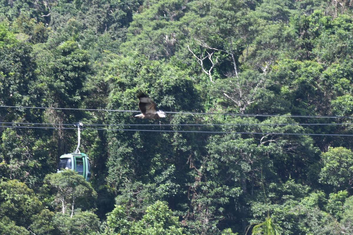 White-bellied Sea-Eagle - ML616402609