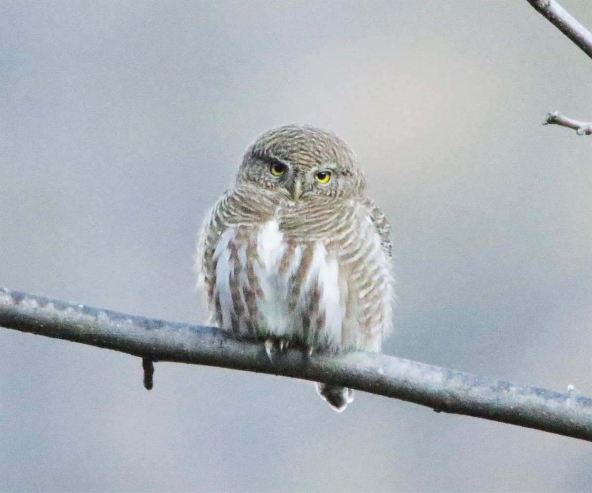 Collared Owlet - ML616402693