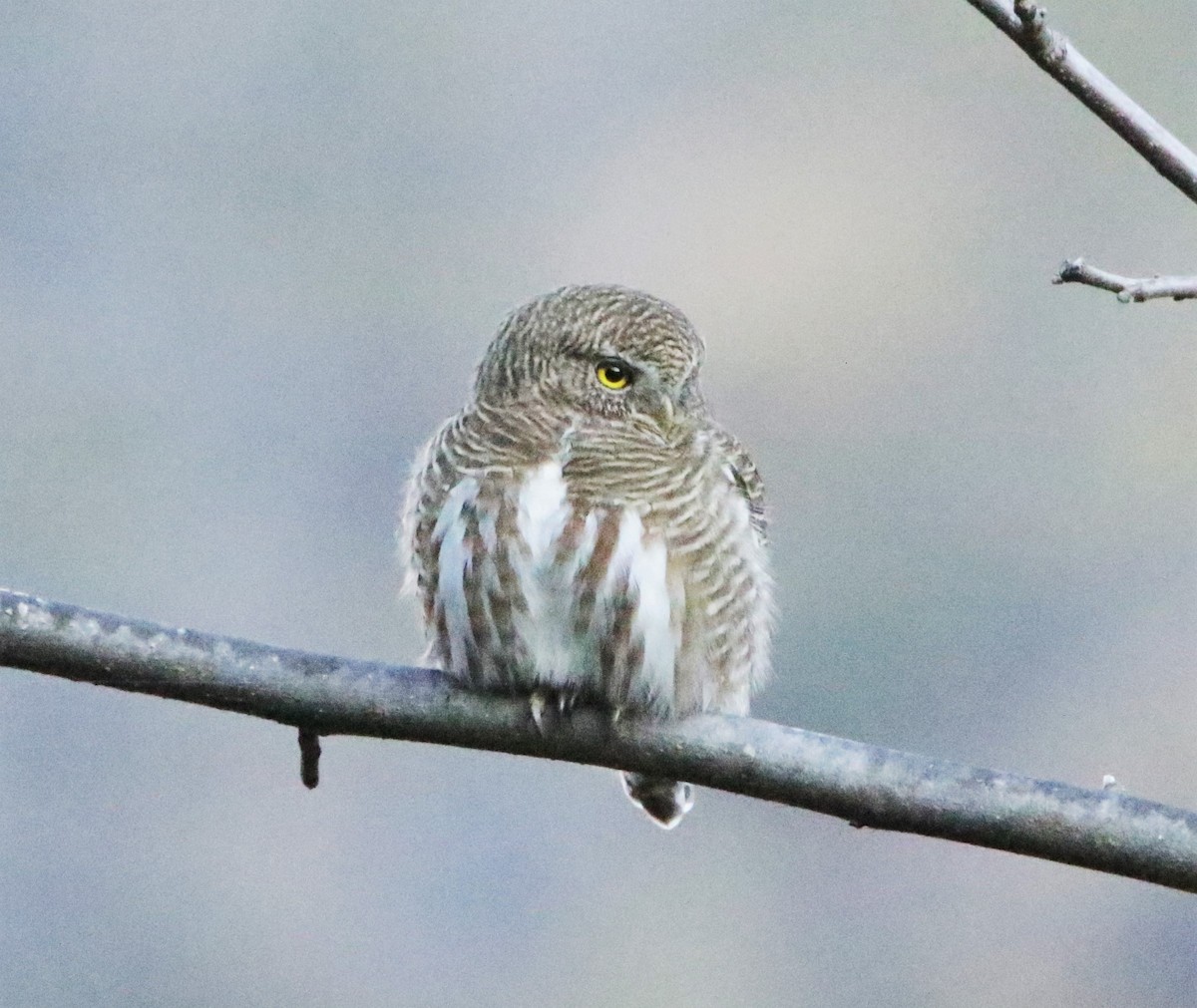 Collared Owlet - ML616402694