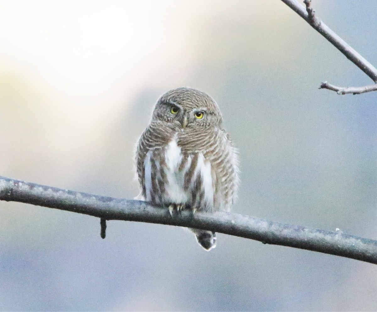 Collared Owlet - ML616402695
