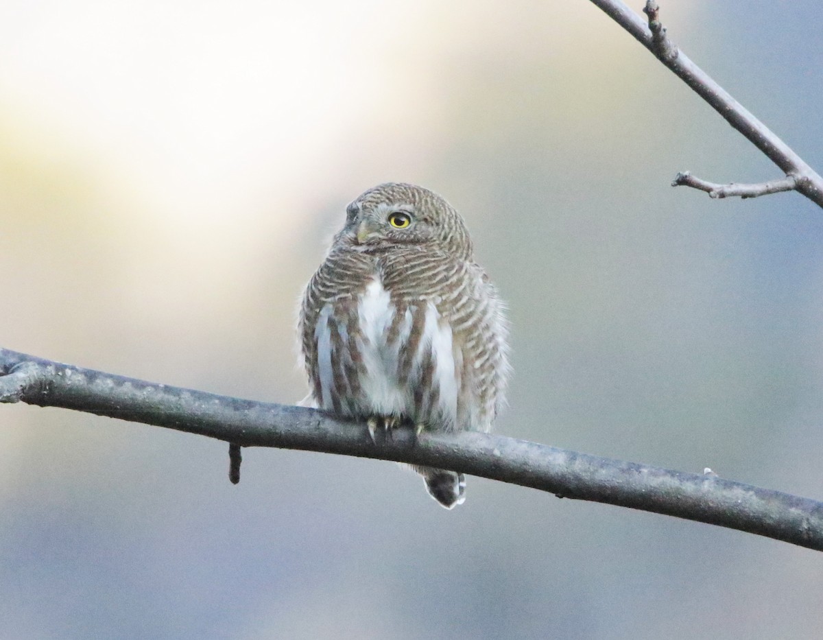Collared Owlet - ML616402696