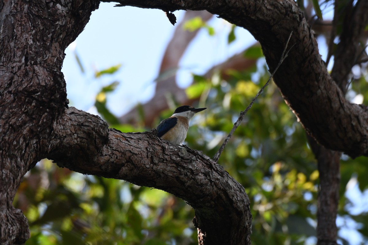 Forest Kingfisher - ML616402707