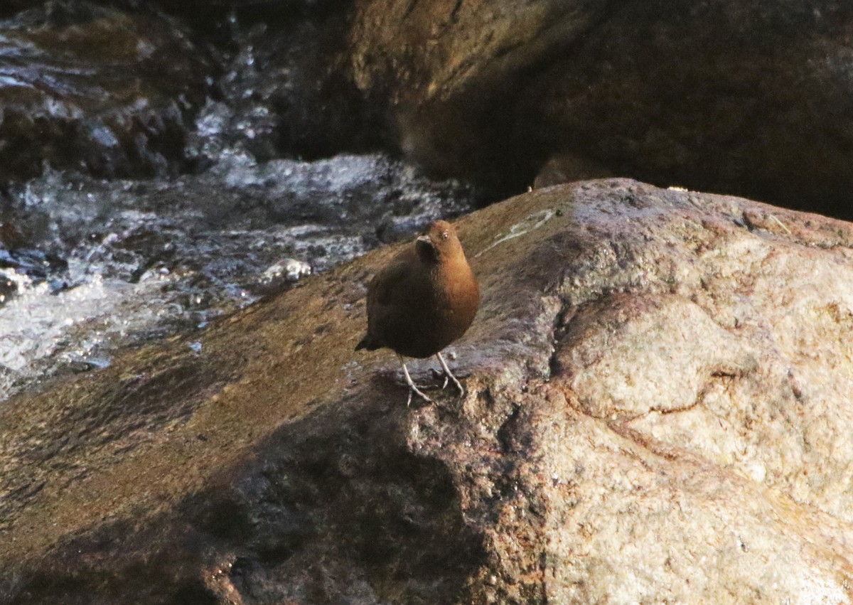 Brown Dipper - ML616402732