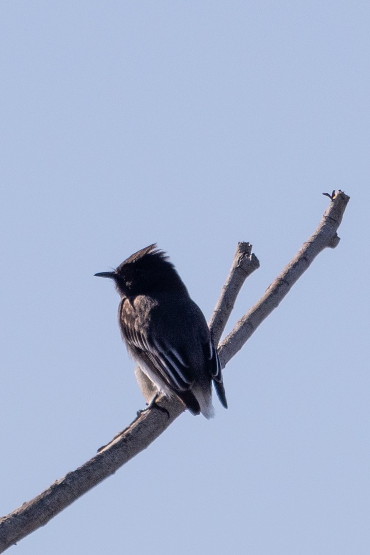 Black Phoebe - ML616402736