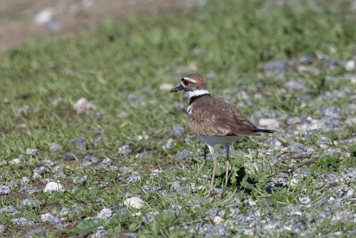 Killdeer - ML616402762