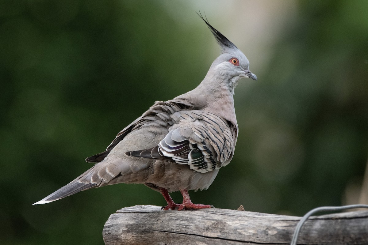 Crested Pigeon - ML616402778