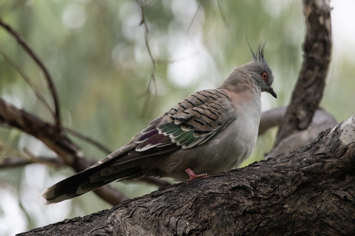 Crested Pigeon - ML616402781
