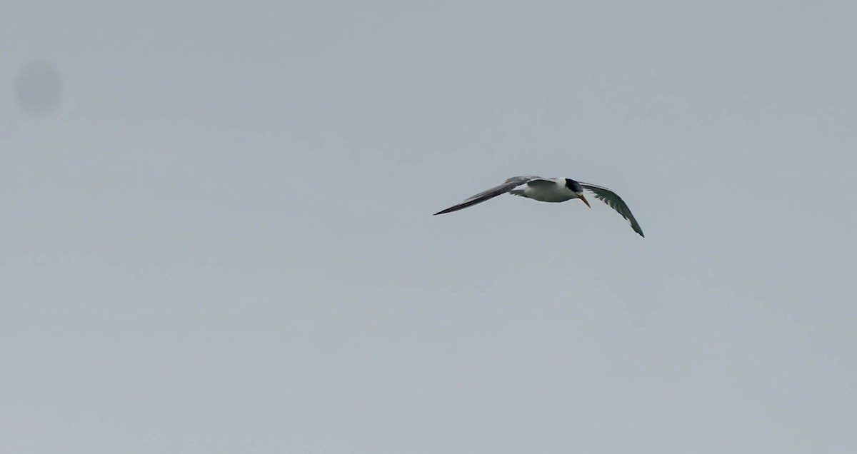 Great Crested Tern - ML616402802