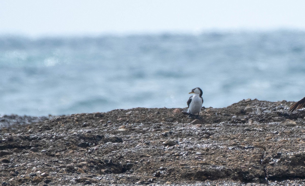 Little Pied Cormorant - ML616402810