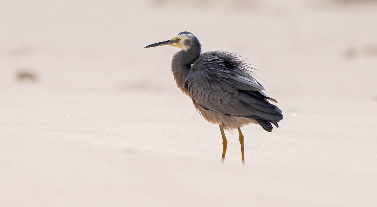 White-faced Heron - ML616402823