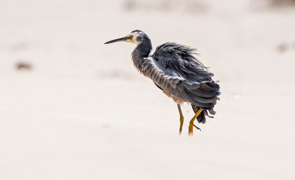 White-faced Heron - ML616402824