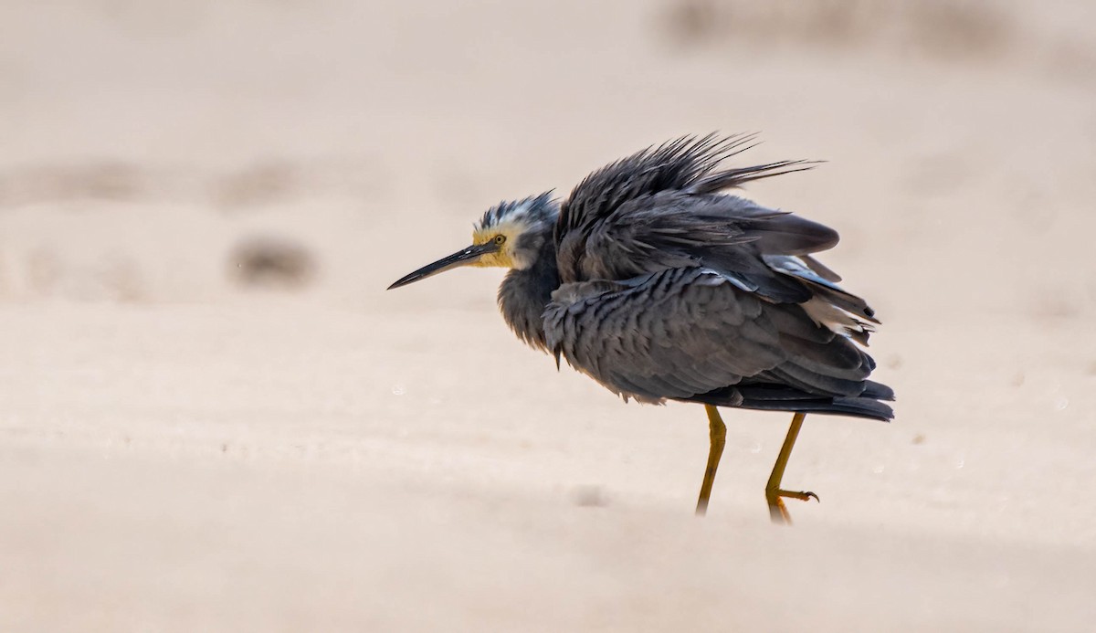 White-faced Heron - ML616402827