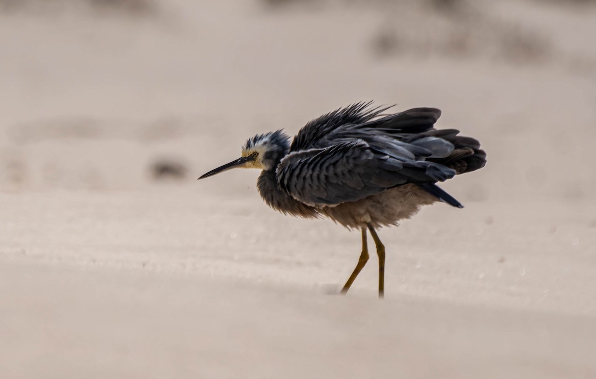 White-faced Heron - ML616402828