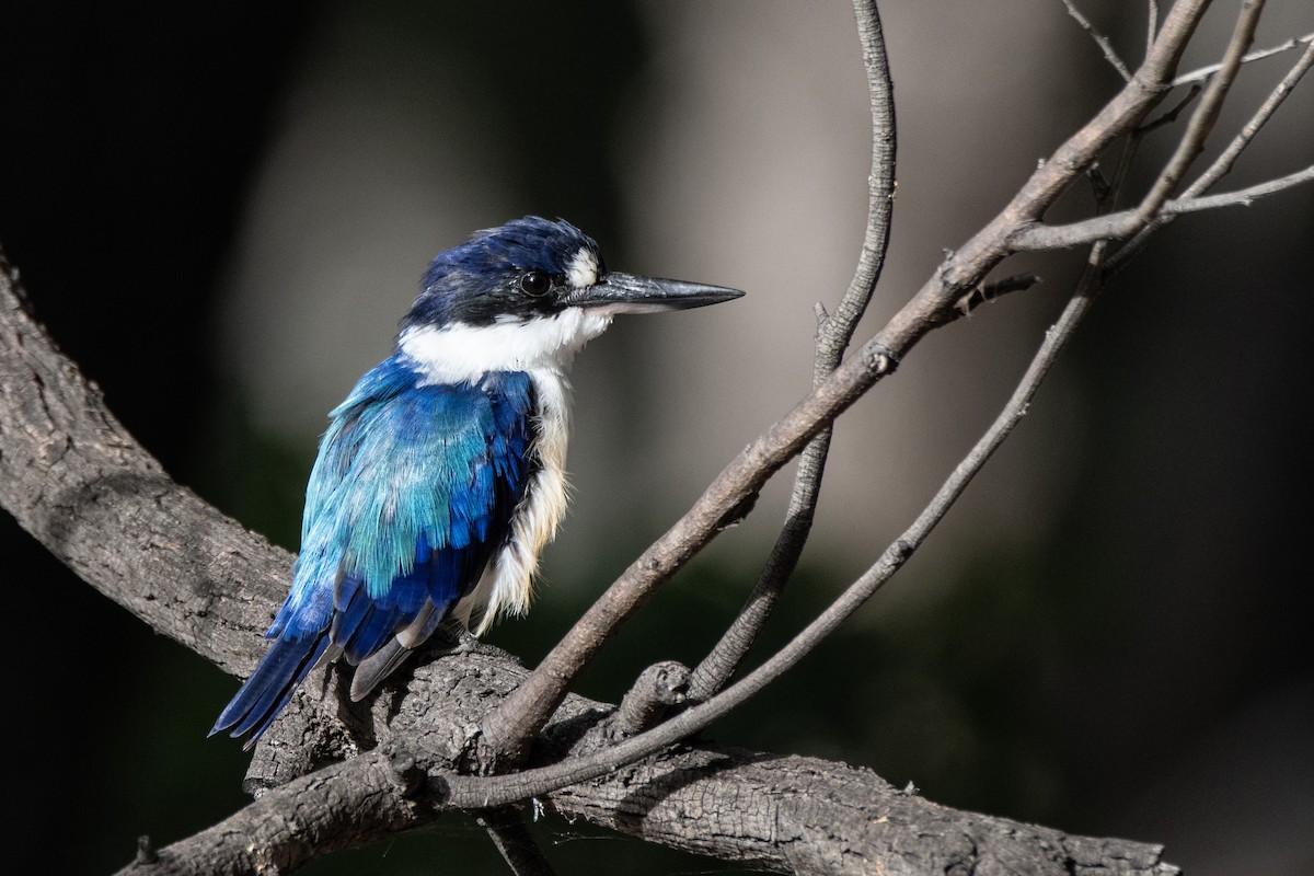 Forest Kingfisher - ML616402830