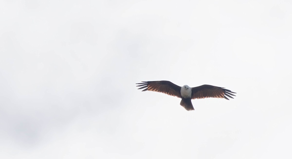 Brahminy Kite - ML616402831