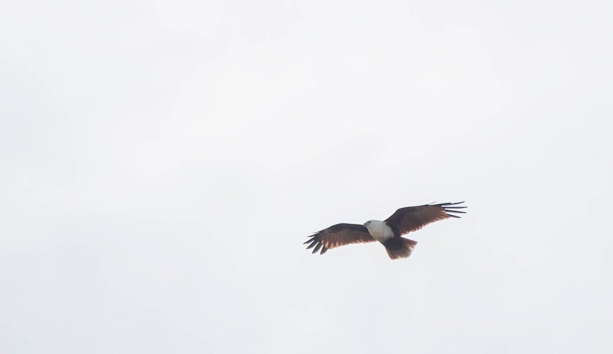 Brahminy Kite - ML616402832