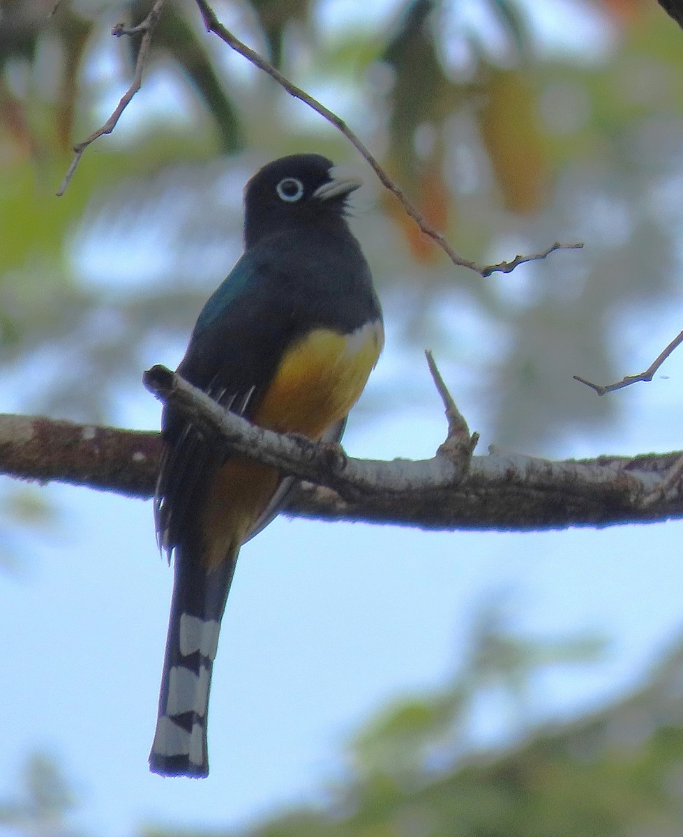 Black-headed Trogon - ML616402836