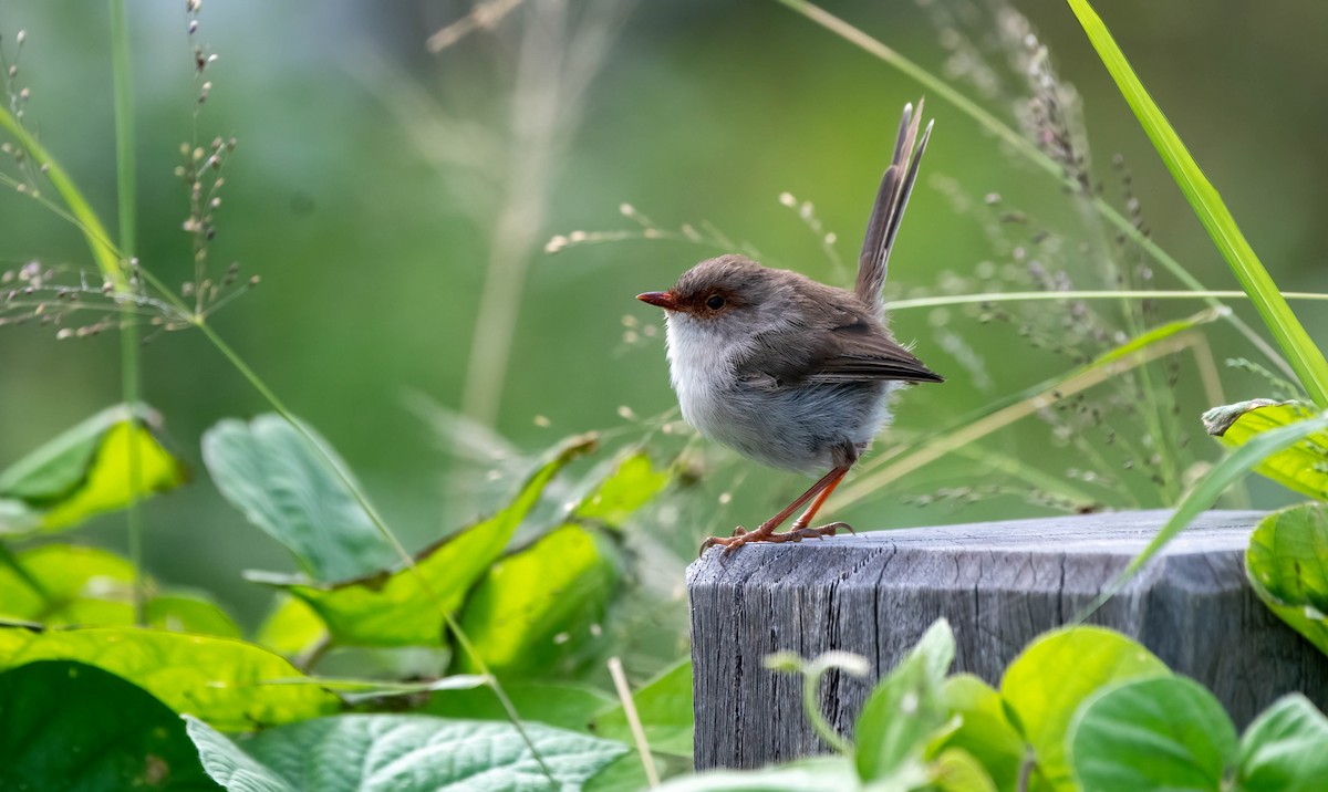 Superb Fairywren - ML616402839