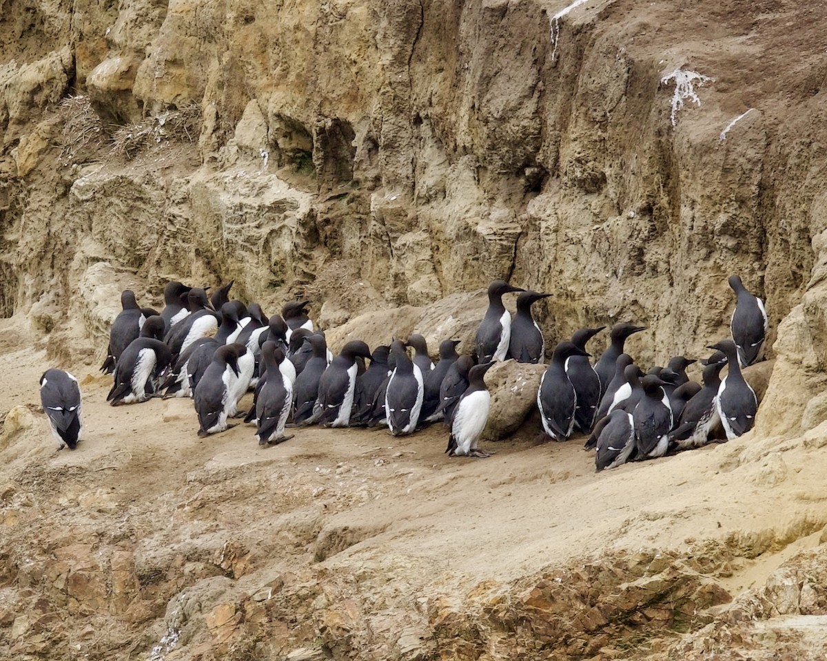 Common Murre - Dave Bengston