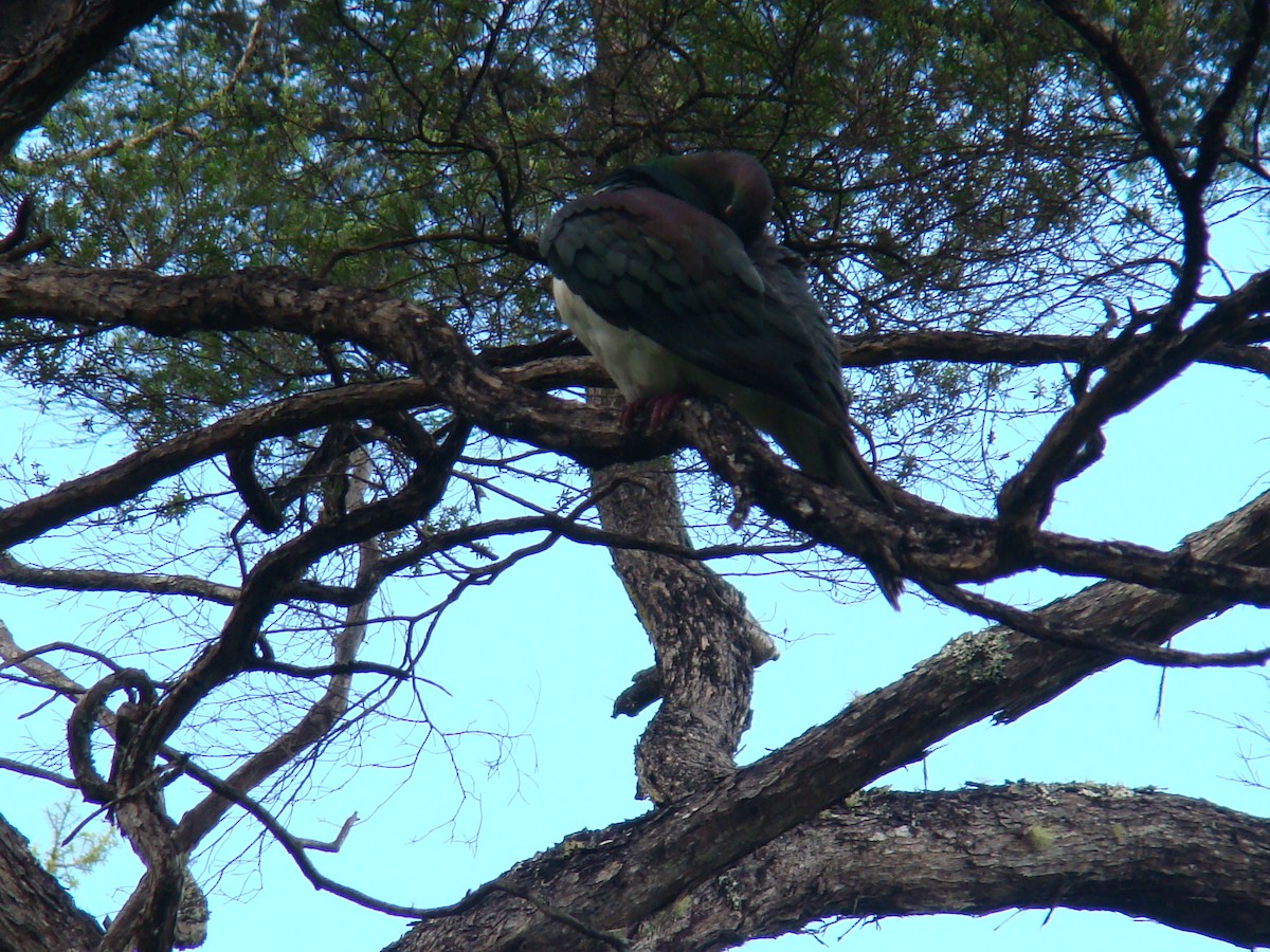 New Zealand Pigeon - Anonymous